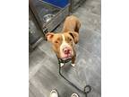 Adopt Daisy a Brown/Chocolate American Staffordshire Terrier / Mixed Breed