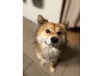 Adopt Mochi a Red/Golden/Orange/Chestnut Shiba Inu / Mixed dog in Mount Juliet
