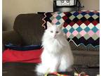 Adopt Gryphon a White Turkish Angora / Mixed (long coat) cat in San Francisco
