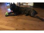Adopt Berlin a Black - with Tan, Yellow or Fawn Cane Corso / Mixed dog in