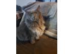 Adopt Cuddles a Gray or Blue Domestic Longhair (long coat) cat in Sioux Falls