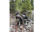Adopt Clover & Rainier a Black - with White Pomsky / Mixed dog in Richland