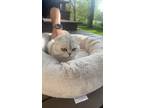 Adopt Snowflake a White (Mostly) British Shorthair / Mixed (medium coat) cat in