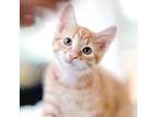 Adopt Ray a Orange or Red Tabby Domestic Shorthair (short coat) cat in Houston