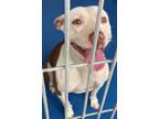 Adopt Tallulah a White American Pit Bull Terrier / Mixed dog in Lancaster