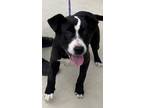 Adopt Tux a Black American Pit Bull Terrier / Mixed dog in Lancaster