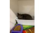 Adopt Alcatraz a Gray or Blue Domestic Shorthair / Domestic Shorthair / Mixed