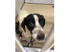 Adopt Pup 2 a White Mixed Breed (Large) / Mixed dog in Fort Worth, TX (41394352)