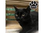 Adopt Salem a All Black Domestic Mediumhair / Mixed Breed (Medium) / Mixed