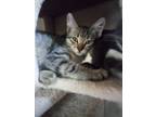 Adopt Gremlin a Tiger Striped Domestic Shorthair / Mixed (short coat) cat in