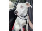 Adopt Nell a White Mutt / Mixed dog in Wyandotte, MI (41141918)