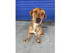 Adopt Astro a Tan/Yellow/Fawn - with White Vizsla / Mixed dog in Tehachapi