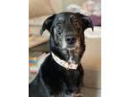 Adopt Norman a Black - with Gray or Silver German Shepherd Dog / Australian