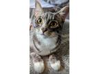Adopt Eleni a Tiger Striped American Shorthair / Mixed (short coat) cat in