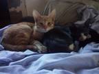 Adopt Garfield a Orange or Red American Shorthair / Mixed (short coat) cat in