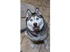 Adopt Nova a Gray/Silver/Salt & Pepper - with Black Husky / Mixed dog in Hemet