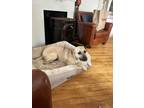 Adopt Bahama a Tan/Yellow/Fawn Black Mouth Cur / Mixed dog in Worcester