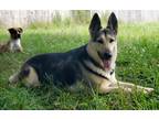 Adopt Yaz a Black - with Tan, Yellow or Fawn German Shepherd Dog / Mixed dog in