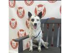 Adopt GLEASON 20 POUNDS ARRIVING ON MAY 25TH a White - with Black Blue Heeler