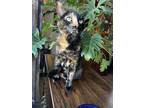 Adopt Martini a Tortoiseshell Domestic Shorthair / Mixed (short coat) cat in