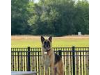 Adopt Layla a Black - with Tan, Yellow or Fawn German Shepherd Dog / Mixed dog