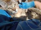 Adopt Callie a Calico or Dilute Calico Calico / Mixed (short coat) cat in