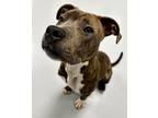 Adopt Wisdom a Pit Bull Terrier / Mixed dog in Topeka, KS (41394318)