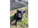 Adopt Marjorie a Black Labrador Retriever / Mixed dog in Austin, TX (41394249)