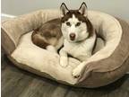 Adopt Dozer a Brown/Chocolate - with White Husky / Mixed dog in Elkton