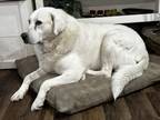 Adopt Diesel a White Anatolian Shepherd / Mixed dog in Corryton, TN (41394488)