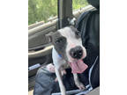 Adopt Ajax a Gray/Blue/Silver/Salt & Pepper American Pit Bull Terrier / Mixed