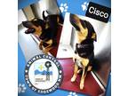 Adopt Cisco a Black Australian Kelpie / Mixed dog in Edgewood, NM (41394104)