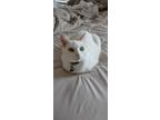Adopt Hope a White Domestic Shorthair / Mixed (short coat) cat in Clarksville