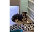Adopt 55865804 a Black Australian Shepherd / Mixed dog in Alvarado