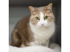 Adopt Max a Tan or Fawn Domestic Shorthair / Domestic Shorthair / Mixed cat in