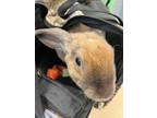 Adopt Hazel a Fawn Mini Rex / Satin / Mixed (short coat) rabbit in Largo