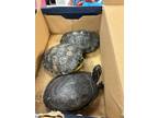 Adopt Turtle 3 - ADOPTED a Turtle - Other / Mixed reptile, amphibian