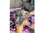 Adopt 24-224D Blaze a Black Husky / Mixed dog in Thibodaux, LA (41394054)