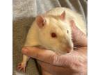 Adopt Suds a White Rat / Rat / Mixed (short coat) small animal in Kingston