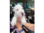 Adopt 24-229D Mia a White American Pit Bull Terrier / Mixed Breed (Medium) /