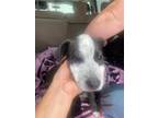 Adopt 24-225D Lexi a White Husky / Mixed dog in Thibodaux, LA (41394064)