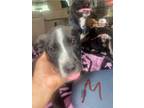 Adopt 24-226D Cash a Black Husky / Mixed dog in Thibodaux, LA (41394055)