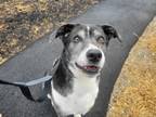 Adopt Leonard a Black Collie / Mixed dog in Augusta, ME (41035348)