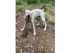 Adopt Phantom a White Boxer / Mixed dog in Greenville, SC (41394515)