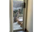 Adopt Shinzee a Brindle Belgian Shepherd / Mixed dog in Lompoc, CA (41394500)