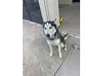 Adopt Dakota a Black - with White Husky / Mixed dog in Litchfield Park