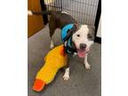 Adopt Tina a Pit Bull Terrier / Mixed dog in Norman, OK (41183551)