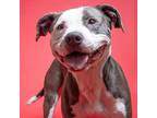 Adopt Tina a Pit Bull Terrier / Mixed dog in Norman, OK (41183551)