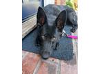 Adopt KUKA a Black German Shepherd Dog / Mixed dog in Brookfield, CT (41394246)