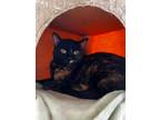 Adopt Lilly a Tortoiseshell Domestic Shorthair / Mixed (medium coat) cat in